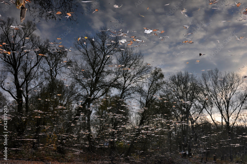 Obraz premium autumn forest in a water mirror