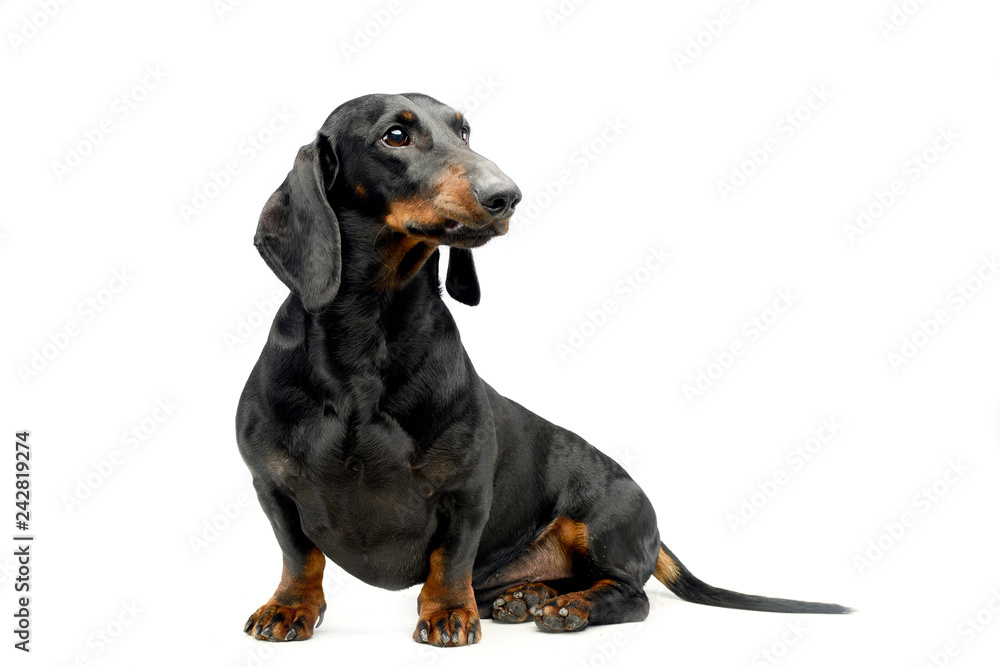 black and tant short haired dachshund sitting in a white bckground