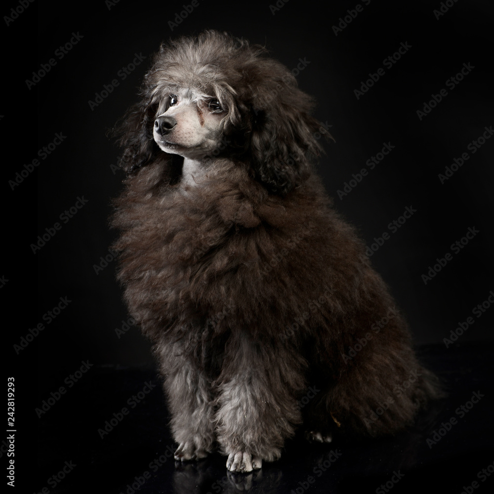 Puppy Poodle in a dark studio sitting Puppy Poodle in a dark studio sitting