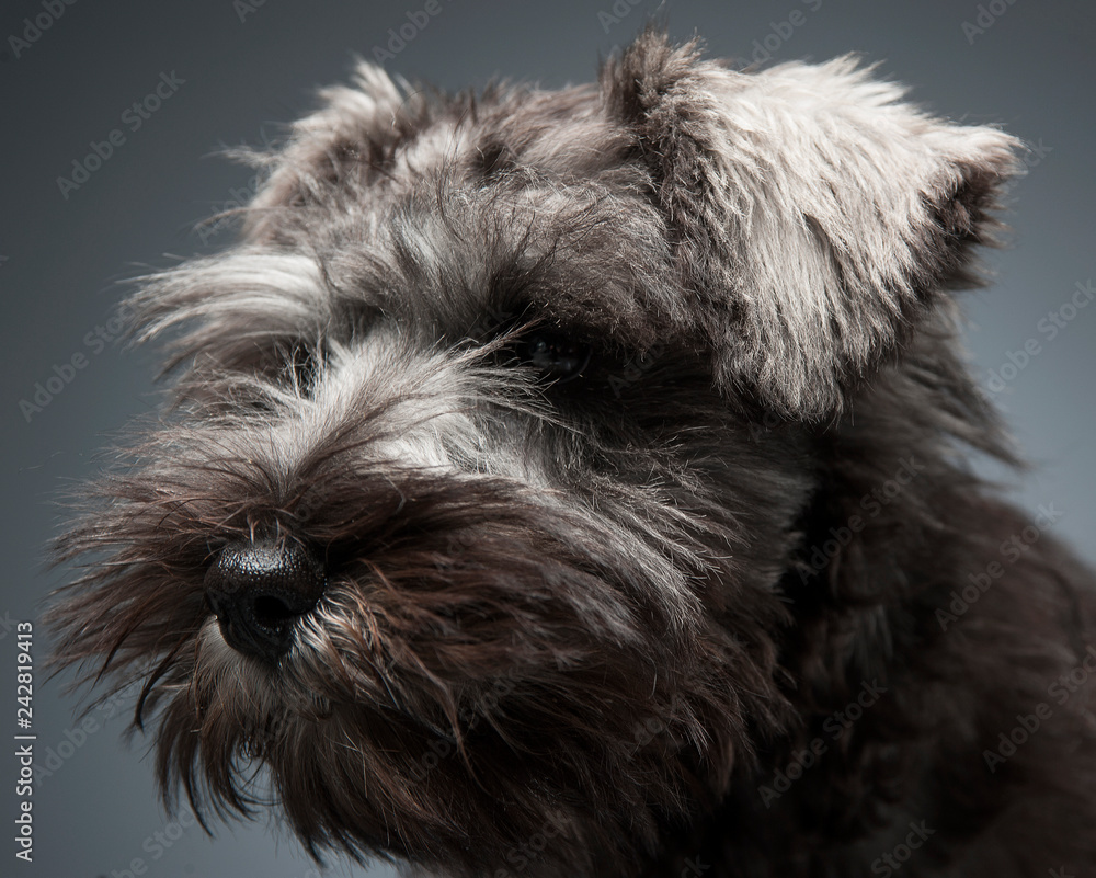 Schnauzer Puppy portrait in a dark studio background