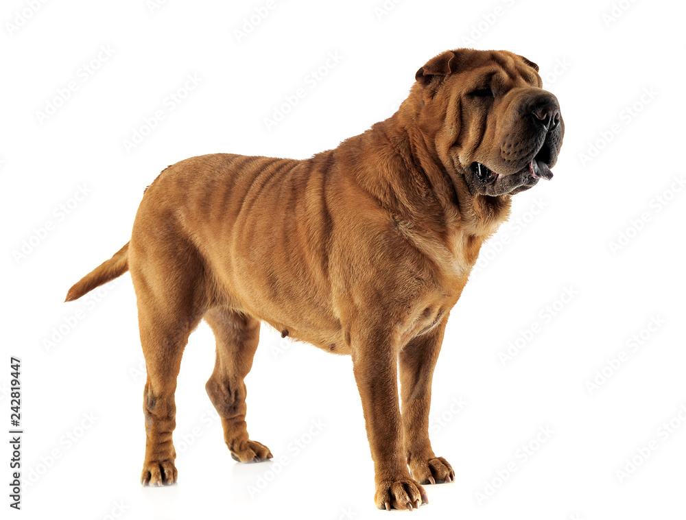 Obraz premium Shar pei staying in the white studio