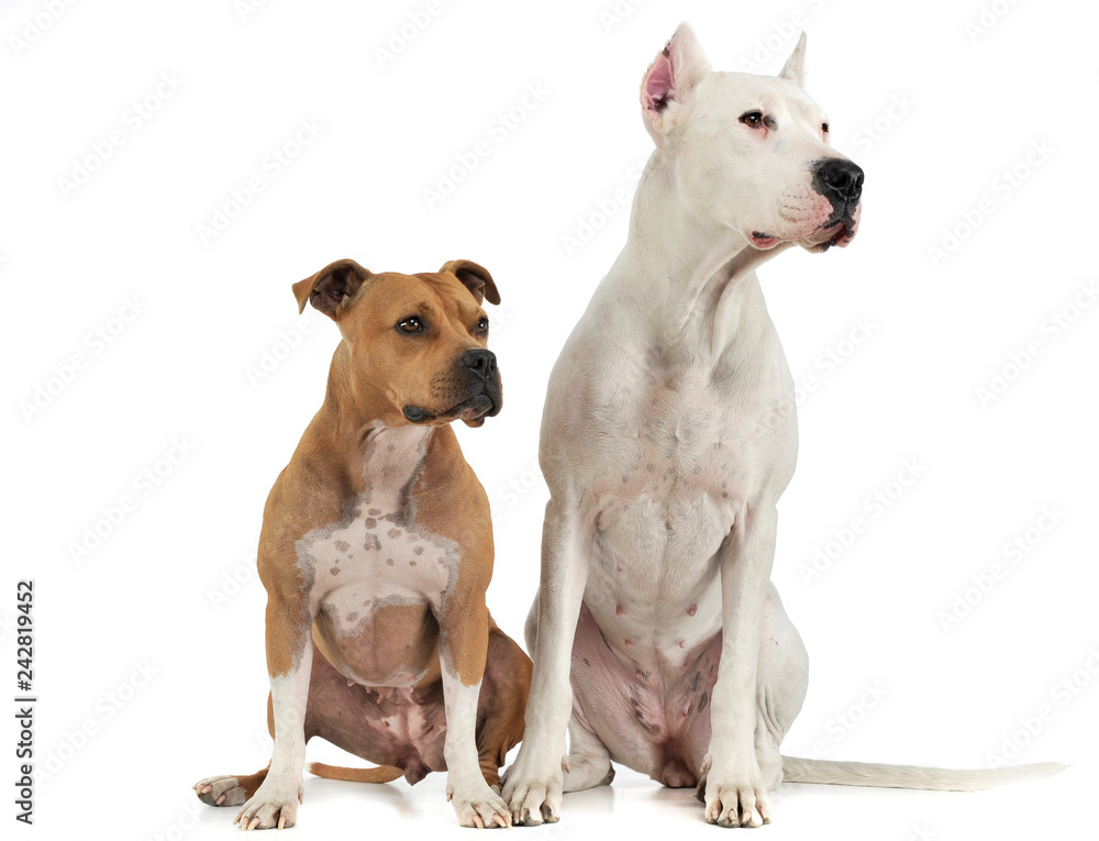 Argentin Dog and Staffordshire Terrier on the white floor