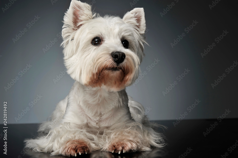 West Highland White Terrier watching on the photostudio West Highland White Terrier watching on the photostudio