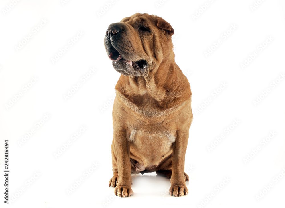 Shar pei sitting in the white studio and looking left Shar pei sitting in the white studio and looking left