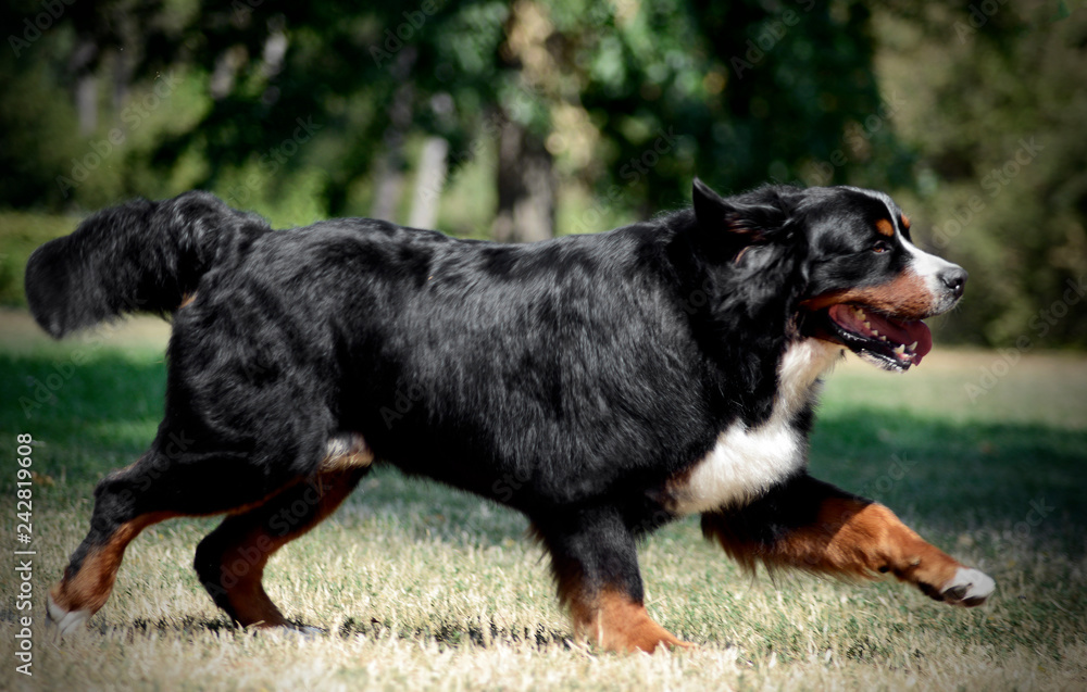 Fototapeta premium very nice Bernese Mountain Dog running on nature