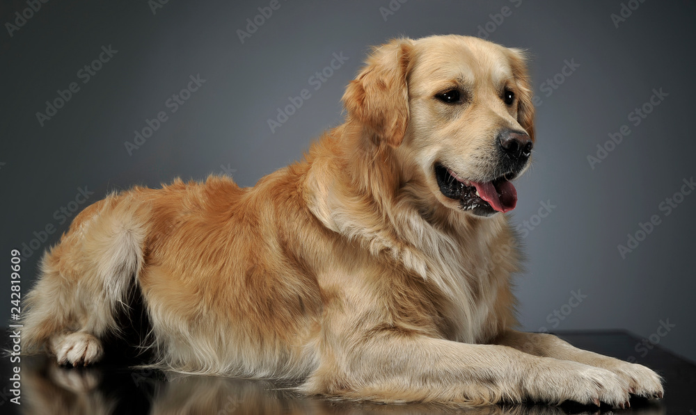 Golden Retriever lying in the studio with gray background