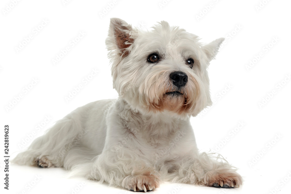 West Highland White Terrier lying in the studio floor West Highland White Terrier lying in the studio floor