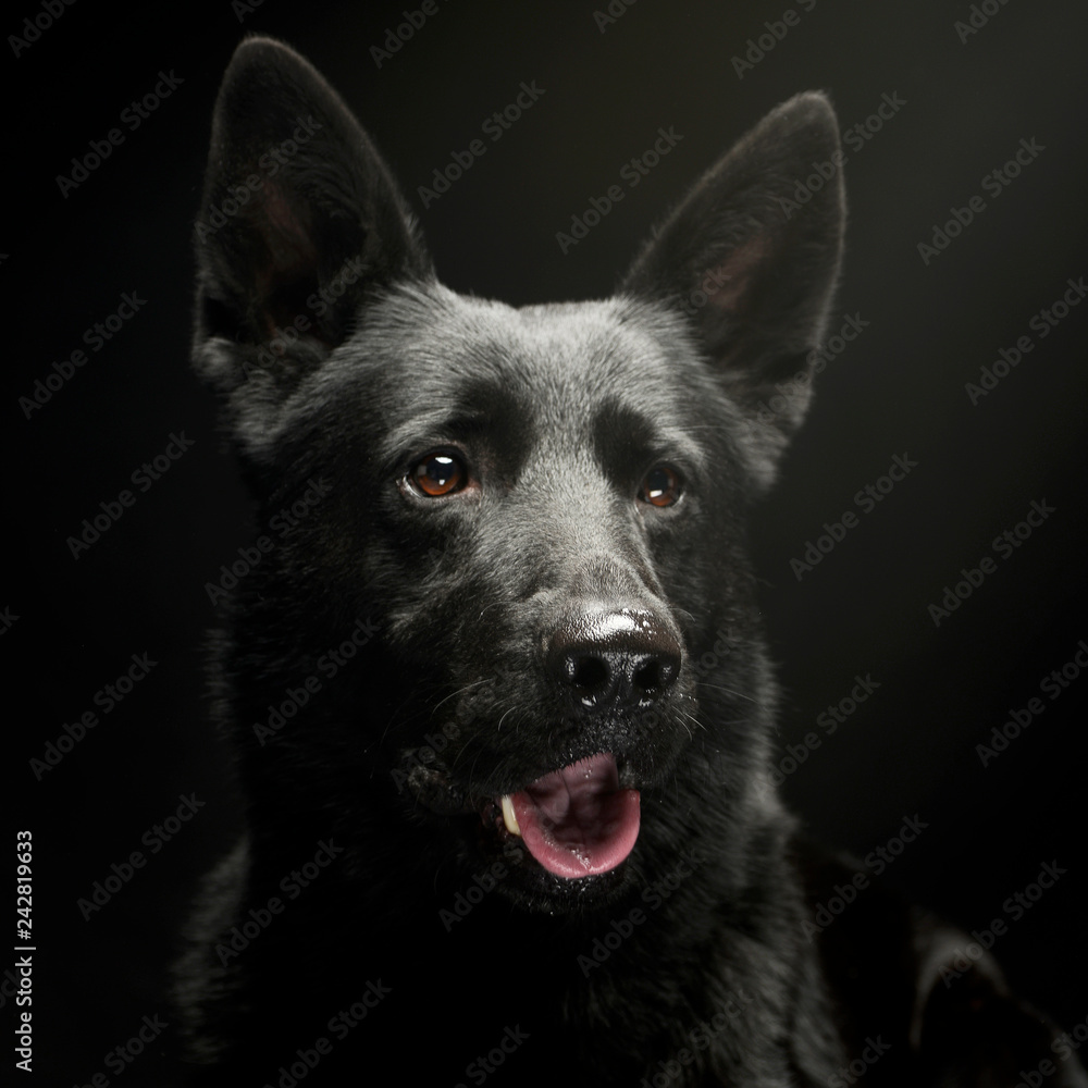 Black German shepherd portrait in a dark studio Black German shepherd portrait in a dark studio