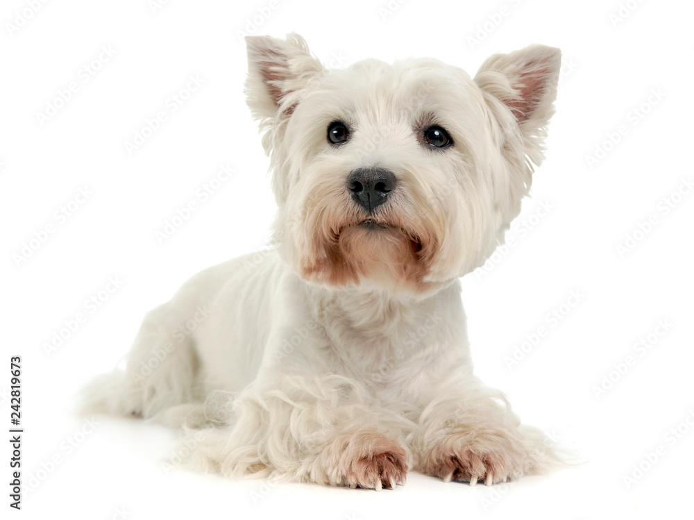 West Highland White Terrier on the white studio floor West Highland White Terrier on the white studio floor