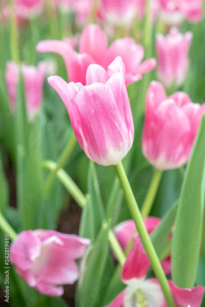 Beautiful pink tulip flower in the garden. 