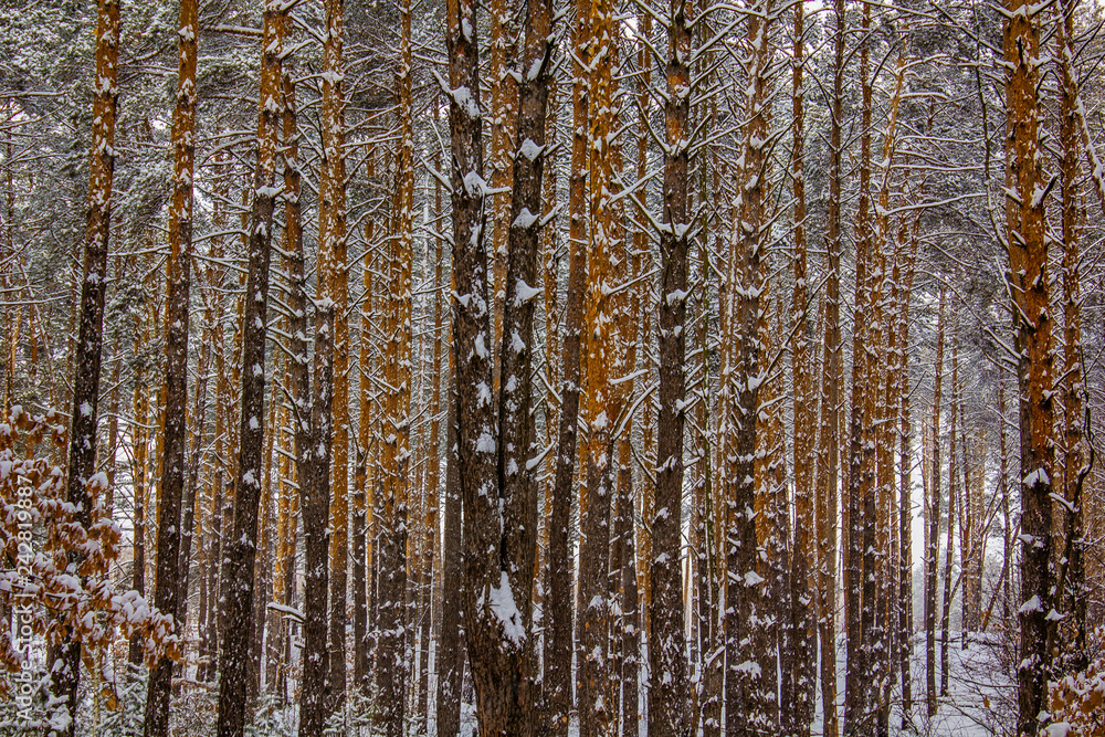 Fototapeta premium Landscape with winter sunny forest.
