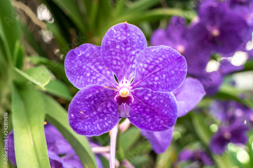 Beautiful purple vanda orchid in the garden. 