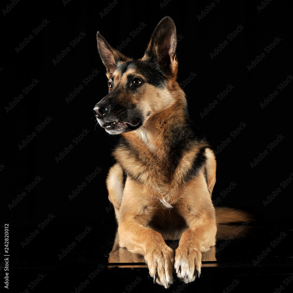 German shepherd relaxing in the dark studio