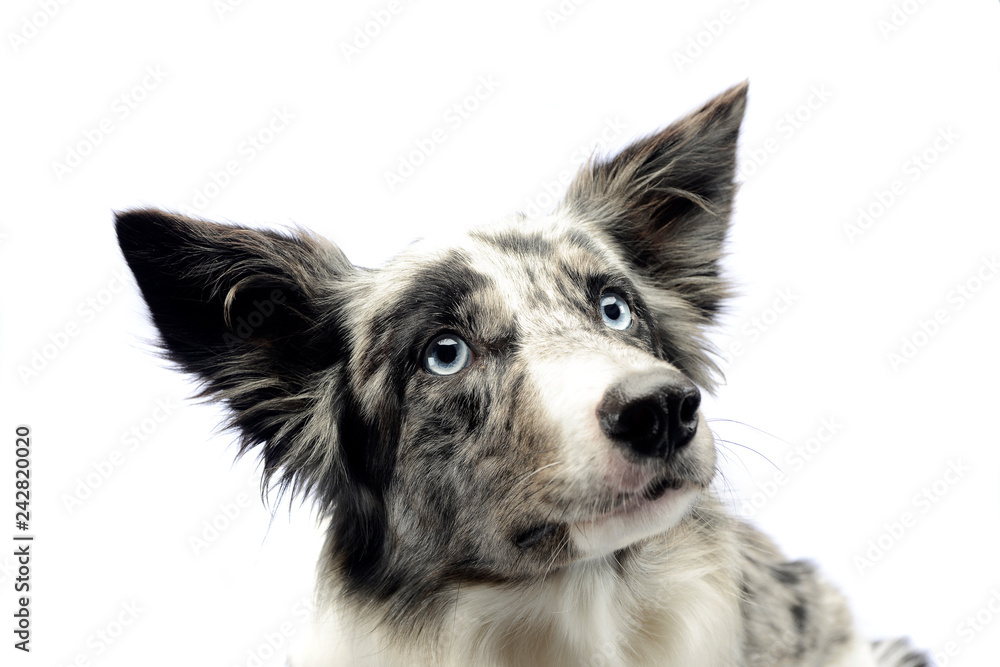 Border Collie portrait in the white studio Border Collie portrait in the white studio