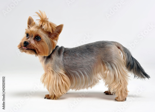 Yorkshire Terrier staying in the dtudio © kisscsanad