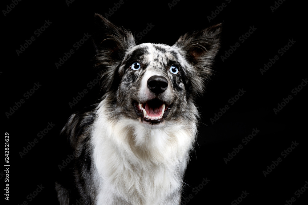 Fototapeta premium border collie portrait in the dark background