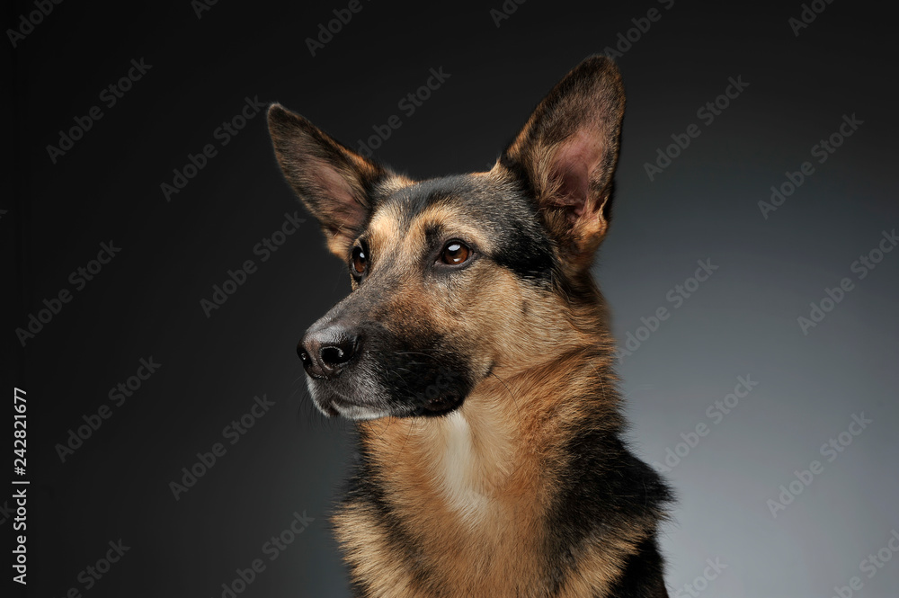 German shepherd portait in the gray studio German shepherd portait in the gray studio