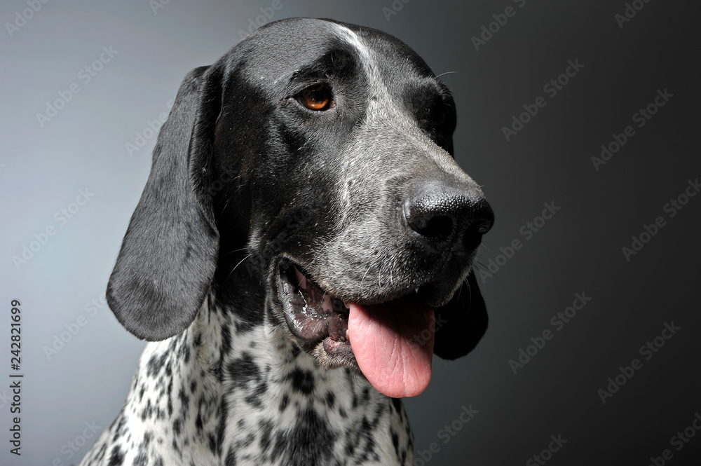 German Pointer portrait in a graduated gray background