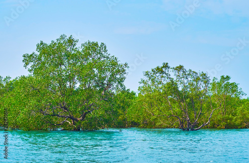 Sprawling mangrove trees, Kangy river, Myanmar photo