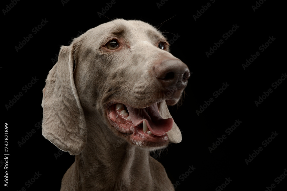 Beautiful Weimarener in the dark photo studio