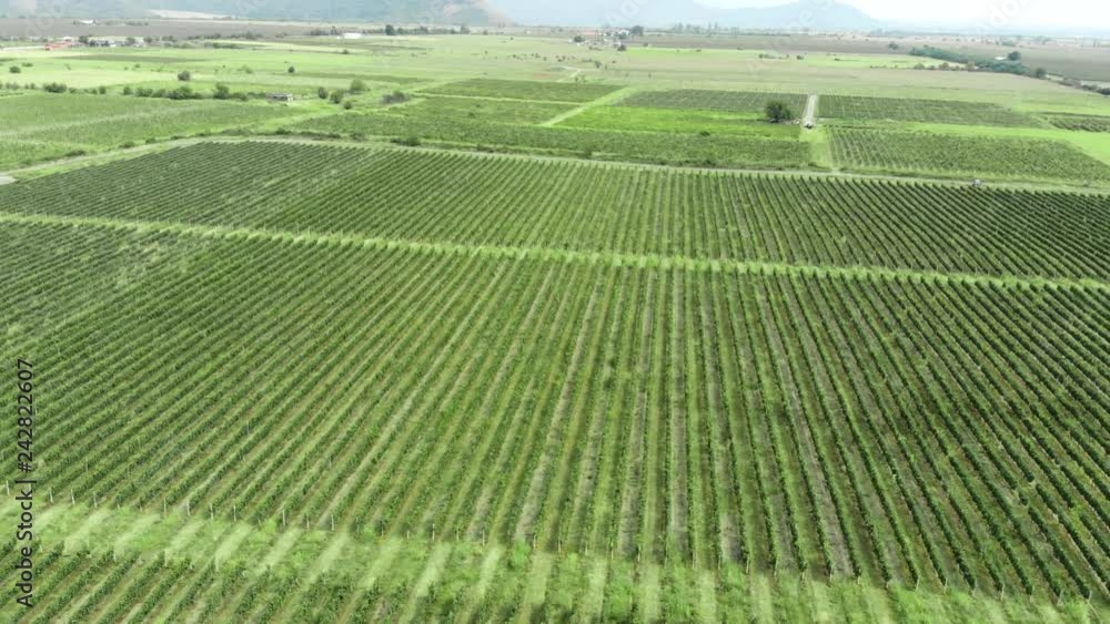 Aerial - flyover rows of vineyard. Aerial video in an amazing vineyards landscape, drone flight above vineyards in a beautiful day. Green winew grapes aerial video, Italy. Aerial - flyover rows of vineyard. Aerial video in an amazing vineyards landscape, drone flight above vineyards in a beautiful day. Green winew grapes aerial video, Italy.