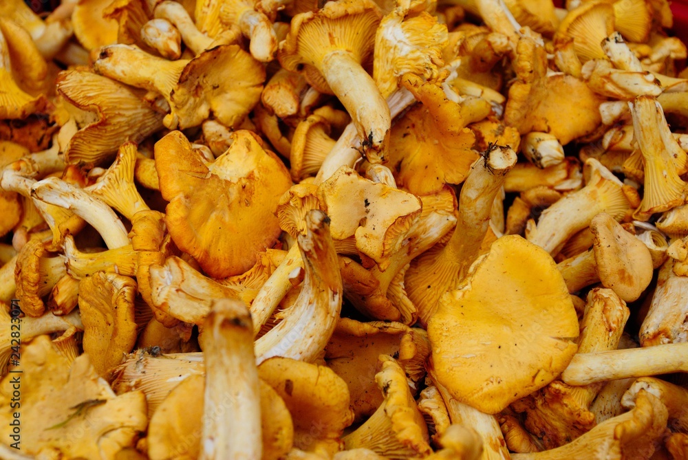 Fresh chanterelle mushrooms at the Farmers Market in Riga, Latvia Fresh chanterelle mushrooms at the Farmers Market in Riga, Latvia