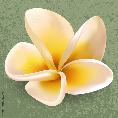 Plumeria or Frangipani Flower Vector Illustration. Green stone texture surface. Tropical flowering plant, tree blossom. Caribbean, hawaiian flower, plumeria vector, frangipani SPA or tropical flower.