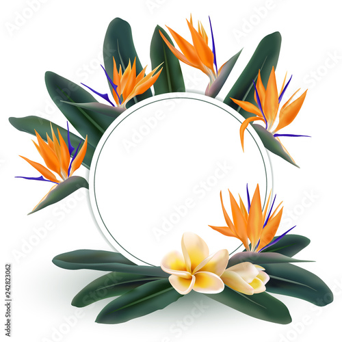 Plumeria and Strelitzia reginae flowers and green leaves vector round frame. Circle border with tropical plants - bird of paradise and franipani flower. Card template with floral ring frame, wreath.