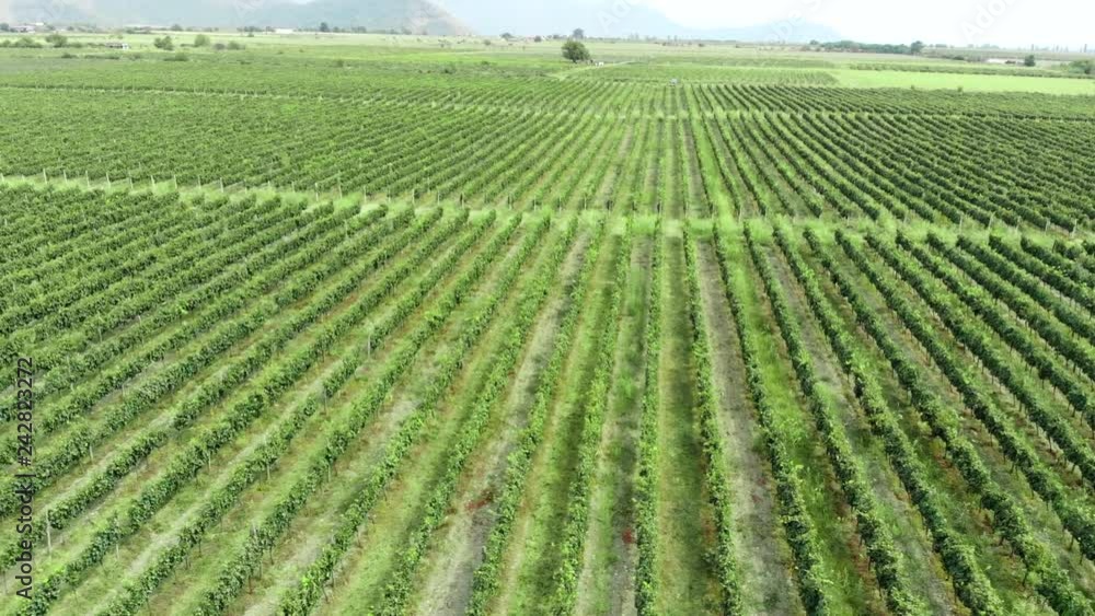Aerial - flyover rows of vineyard. Aerial video in an amazing vineyards landscape, drone flight above vineyards in a beautiful day. Green winew grapes aerial video, Italy. Aerial - flyover rows of vineyard. Aerial video in an amazing vineyards landscape, drone flight above vineyards in a beautiful day. Green winew grapes aerial video, Italy.