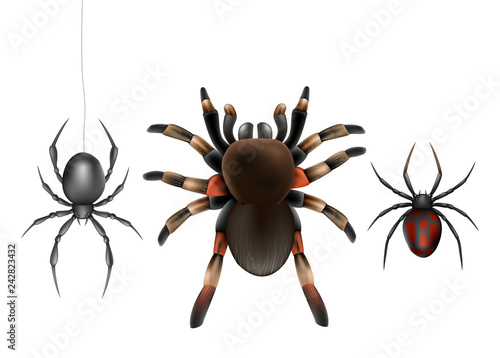Dangerous for humans, deadly poisonous spiders species realistic vector set isolated on white background. Big hairy tarantula and widow spiders with black and red abdomen hanging on web illustration