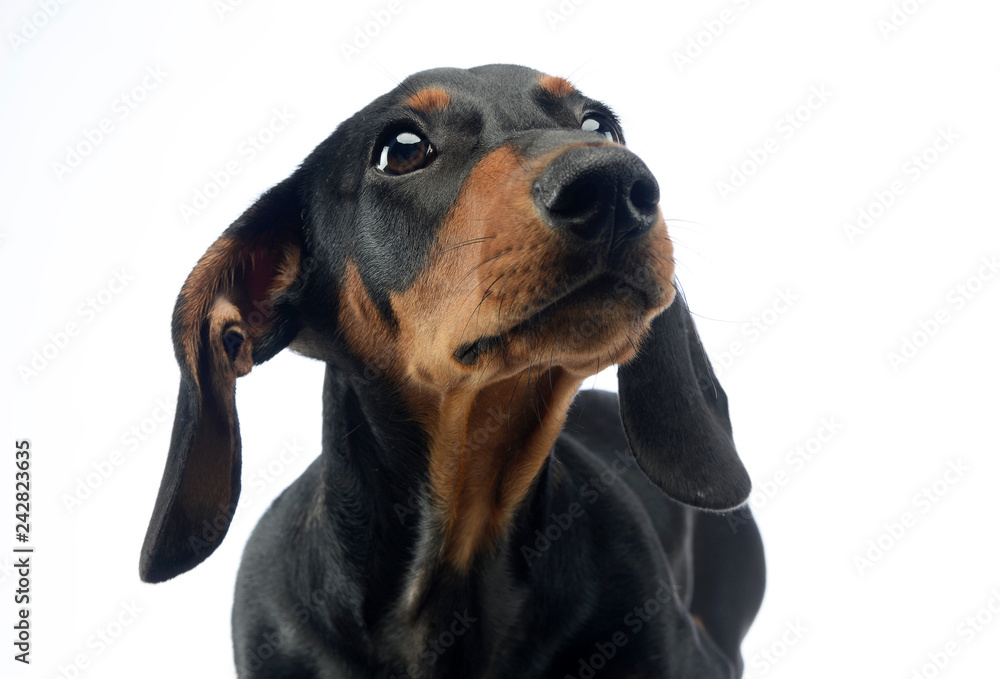 Fototapeta short hair puppy dachshund portrait in white background