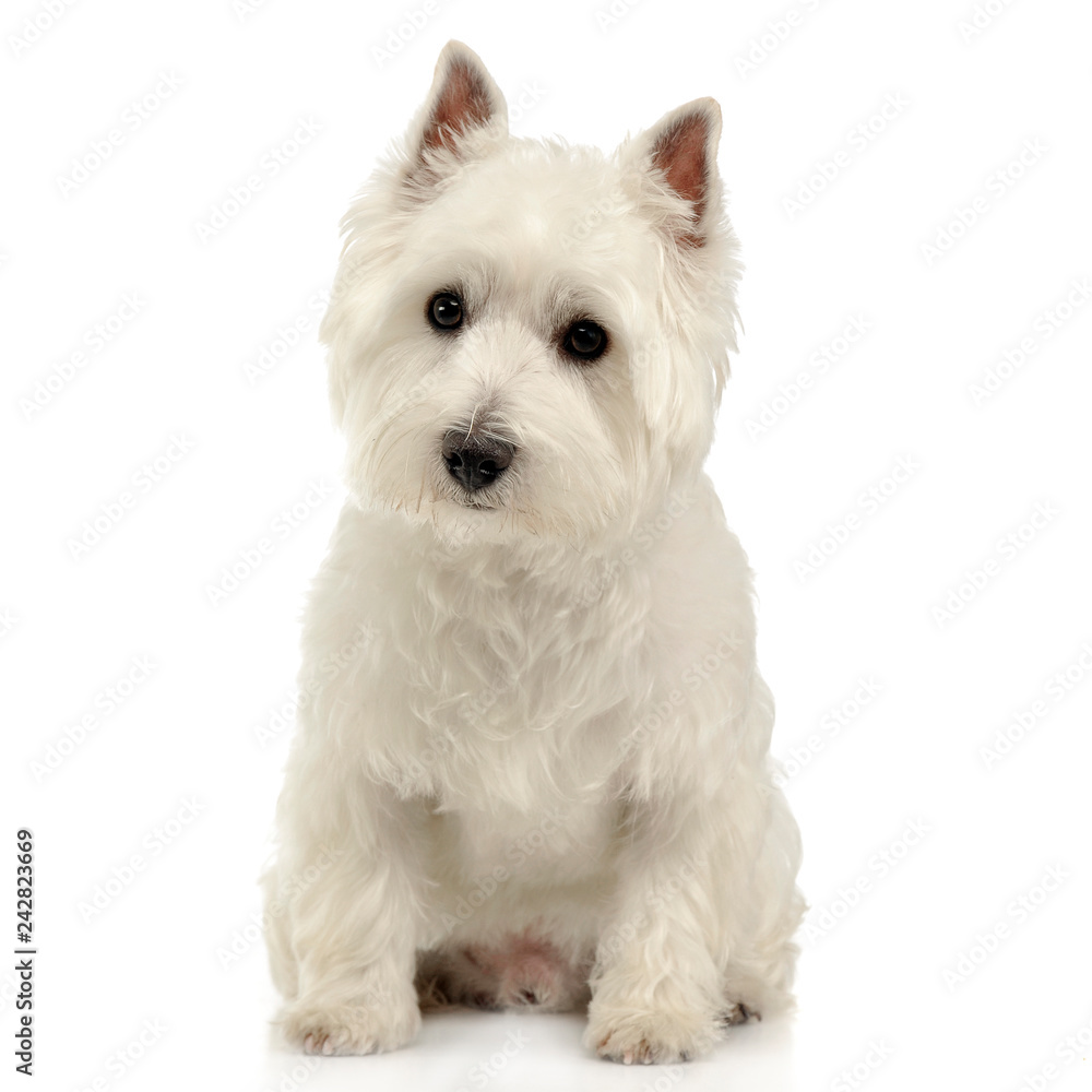 West Highland White Terrier sitting on the white studio floor West Highland White Terrier sitting on the white studio floor