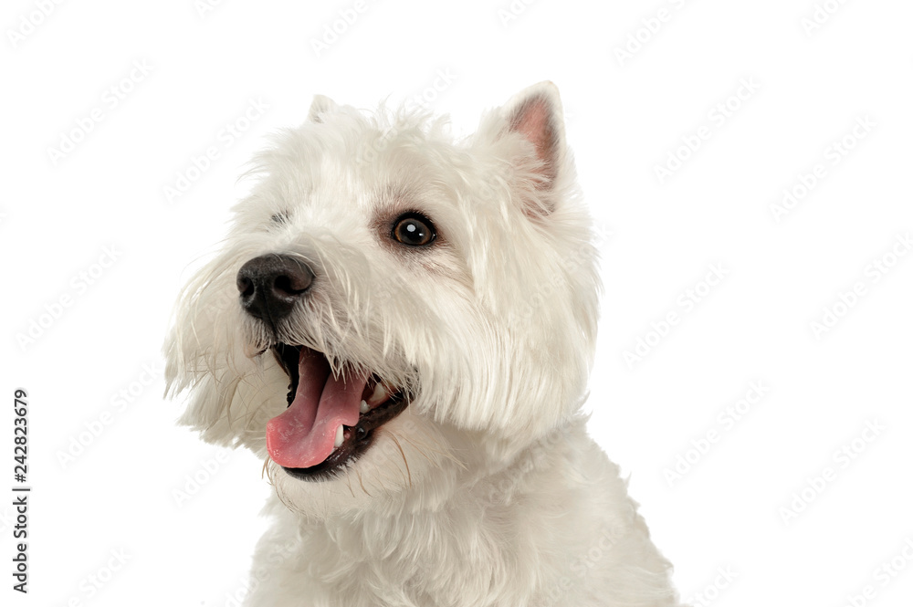 West Highland White Terrier portrait in a white studio