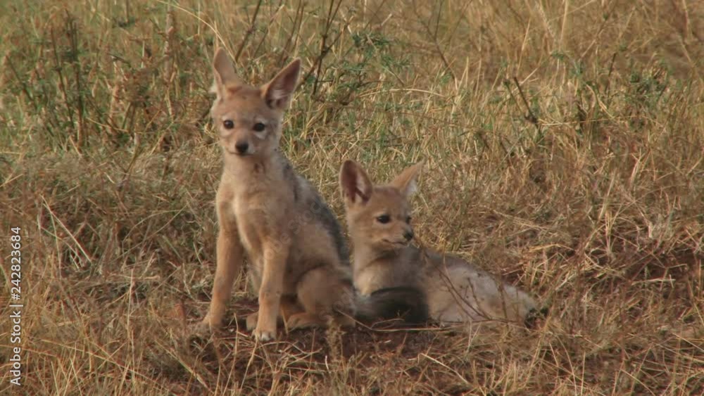 Two baby jackals look at the camera in full alert.mov Two baby jackals look at the camera in full alert.mov
