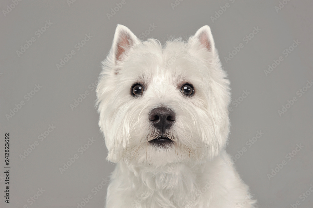 West Highland White Terrier portrait in a white studio West Highland White Terrier portrait in a white studio