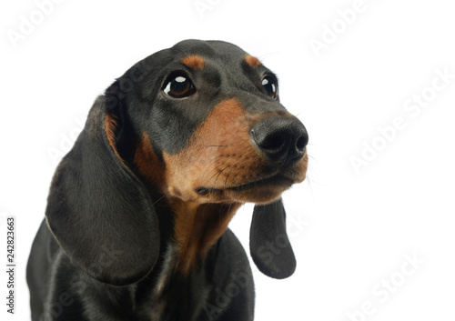 short hair puppy dachshund portrait in white background © kisscsanad