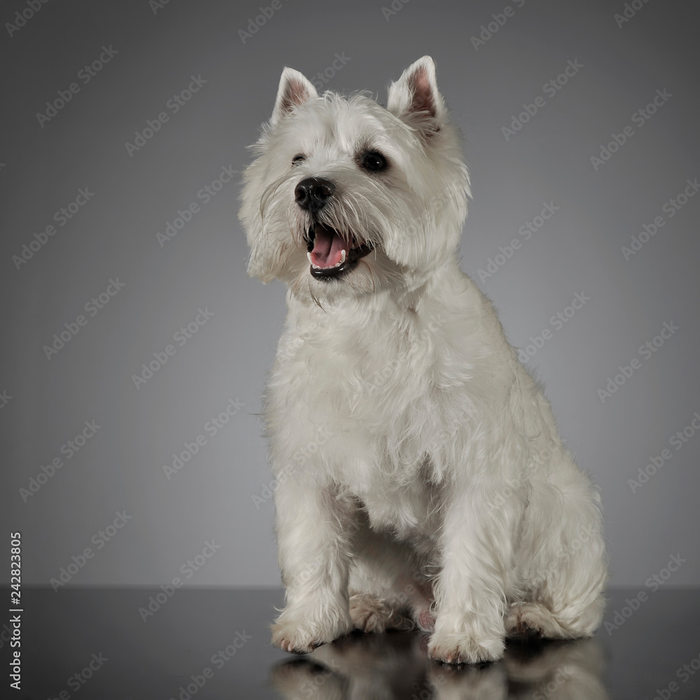West Highland White Terrier sitting in a shiny gray background