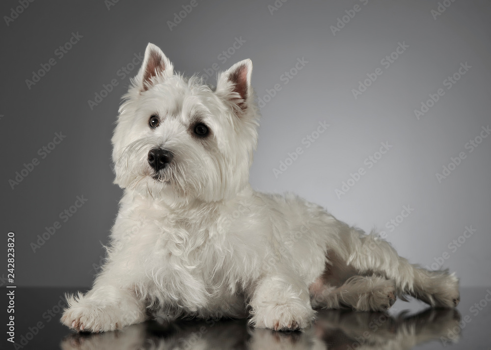 West Highland White Terrier lying in a shiny gray background West Highland White Terrier lying in a shiny gray background