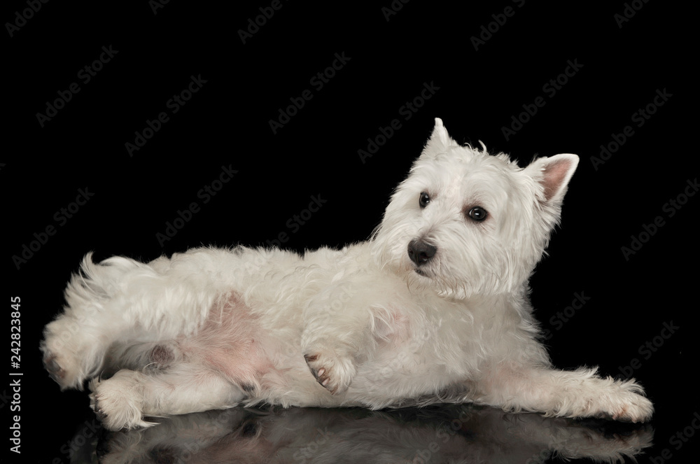 West Highland White Terrier lying in a black shiny studio floor