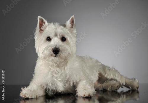 West Highland White Terrier lying in a shiny gray background