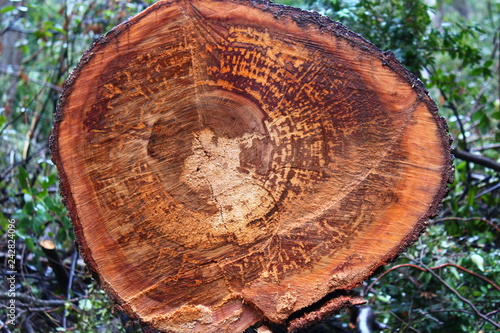 Textura de tronco por dentro cortado a la mitad con circulos y anillos a la vista