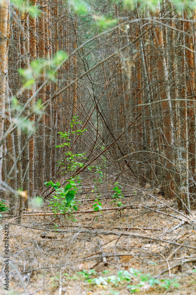 Dark forest. Falling trees in forest. Impassable forest. Landscape. Natural background. Dark forest. Falling trees in forest. Impassable forest. Landscape. Natural background.