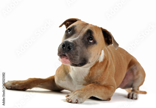 American stafford shire terrier and a cat looking in a photo studio