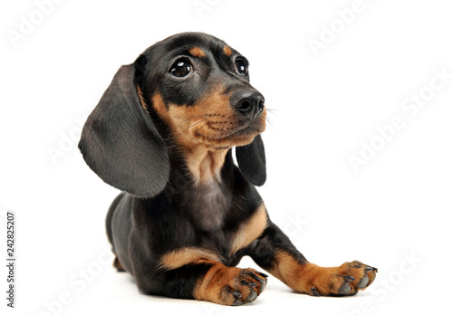 puppy shor hair dachshund relaxing in studio
