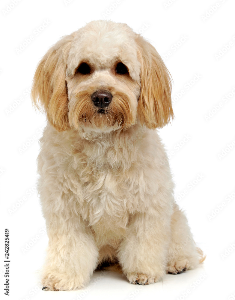 havanese relaxing in a white photo studio