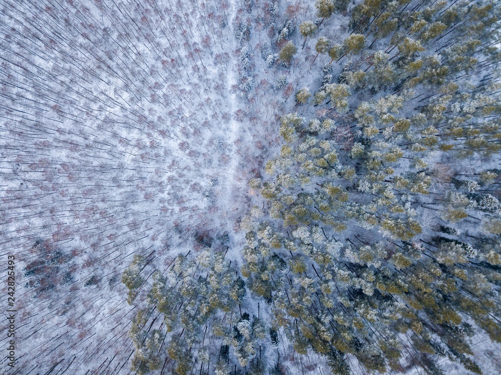 Winter drone landscape with snow covered forest Winter drone landscape with snow covered forest