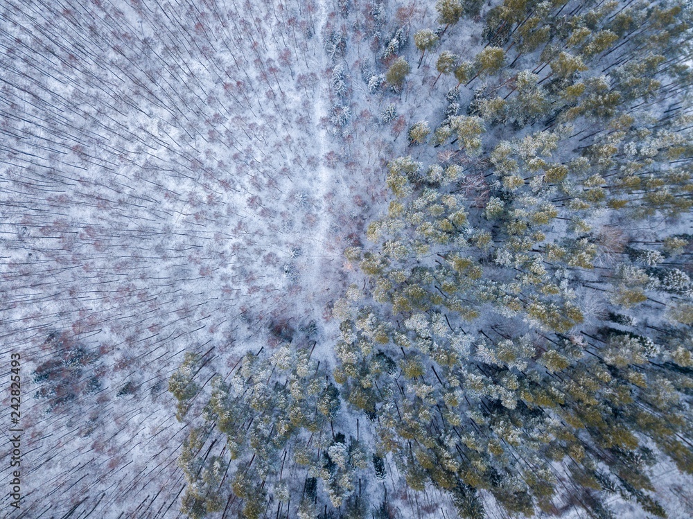 Winter drone landscape with snow covered forest