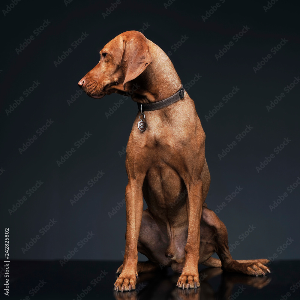 Hungarian vizsla looking sideways in dark background