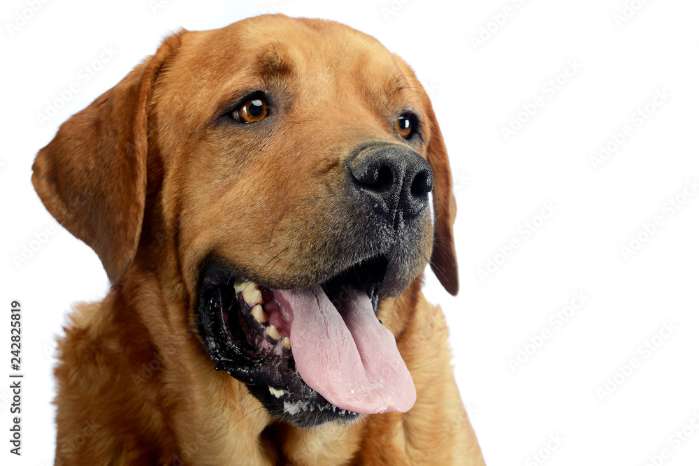 Obraz premium labrador retriever portrait in white background studio