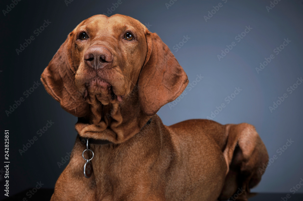 Hungarian vizsla lying in dark background